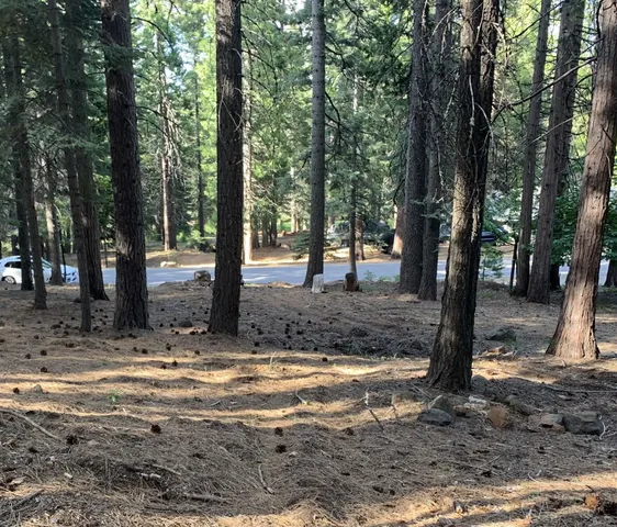 a view of a yard with trees