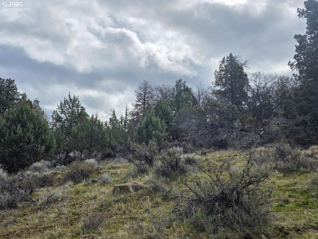 78902 Walters Road Maupin, OR 97037 - Photo 42 of 47 a view of a big yard with lots of green space