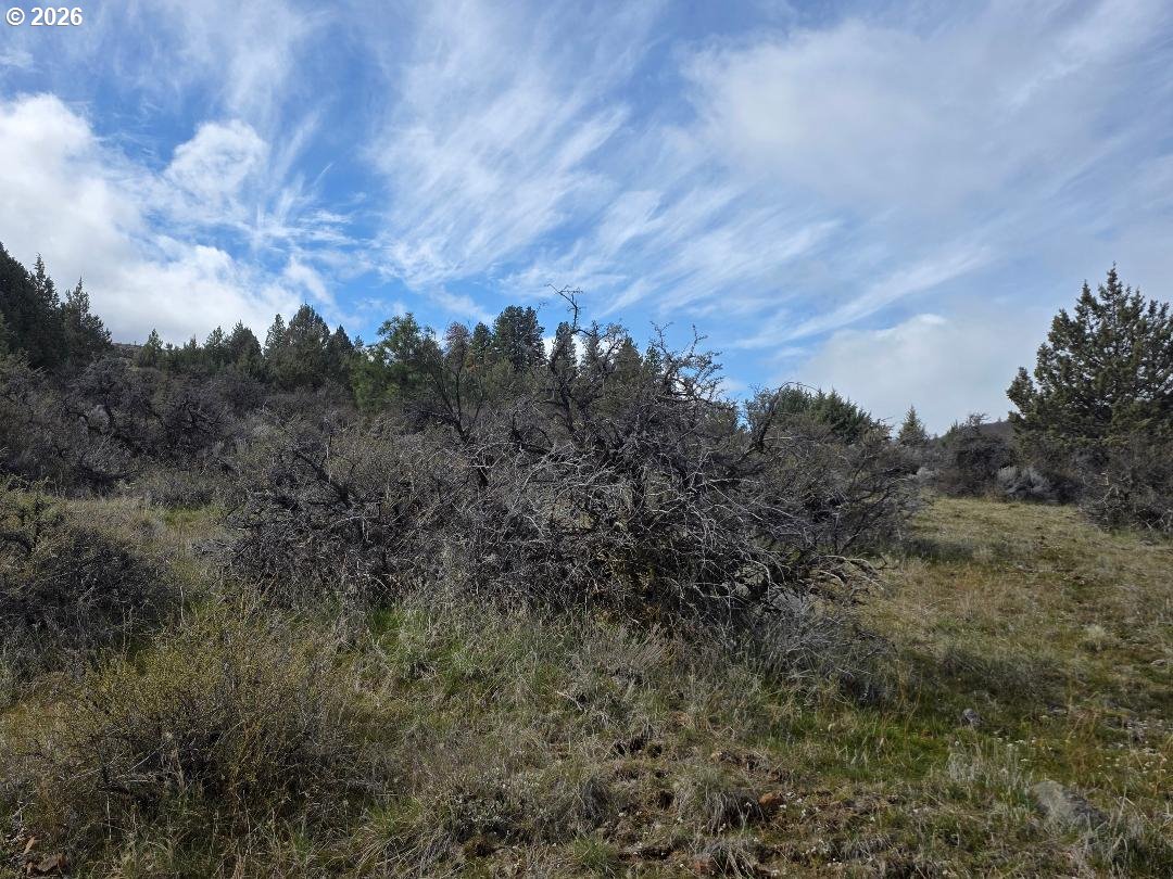 78902 Walters Road Maupin, OR 97037 - Photo 43 of 47 a view of a bunch of trees in a field
