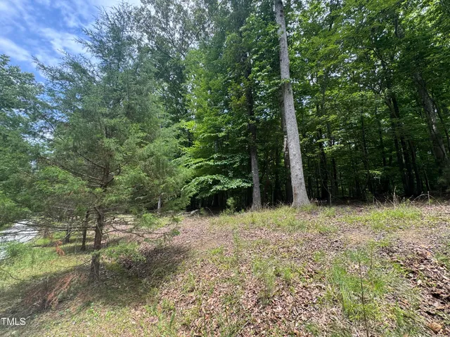 a view of a yard with plants and large trees