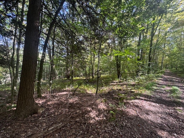 815 Covert Hollow Road Hamden, NY 13782 - Photo 39 of 50