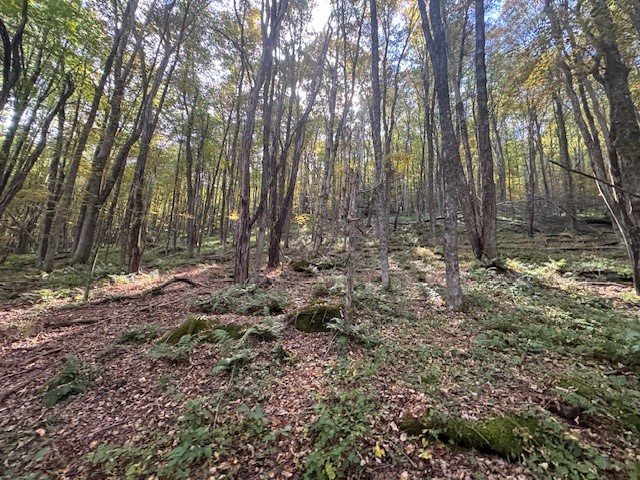 815 Covert Hollow Road Hamden, NY 13782 - Photo 42 of 50