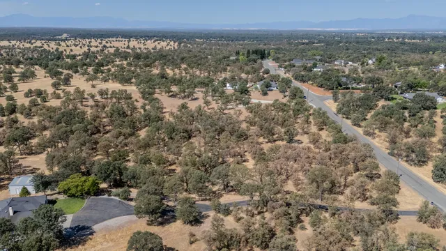 a view of a forest with a tree