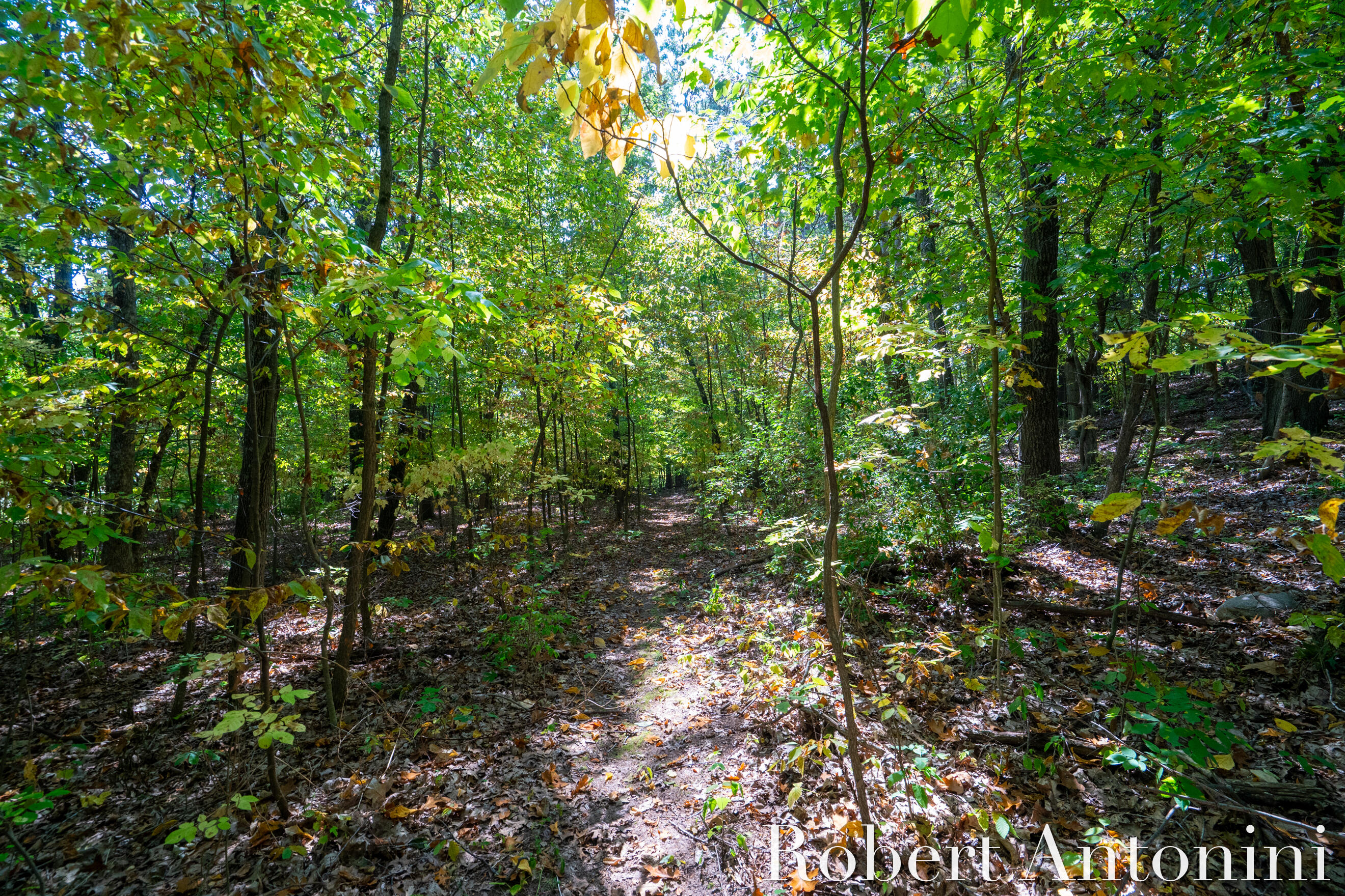 14111 Thompson Drive Northeast Lowell, MI 49331 - Photo 11 of 24 Buildable Lot