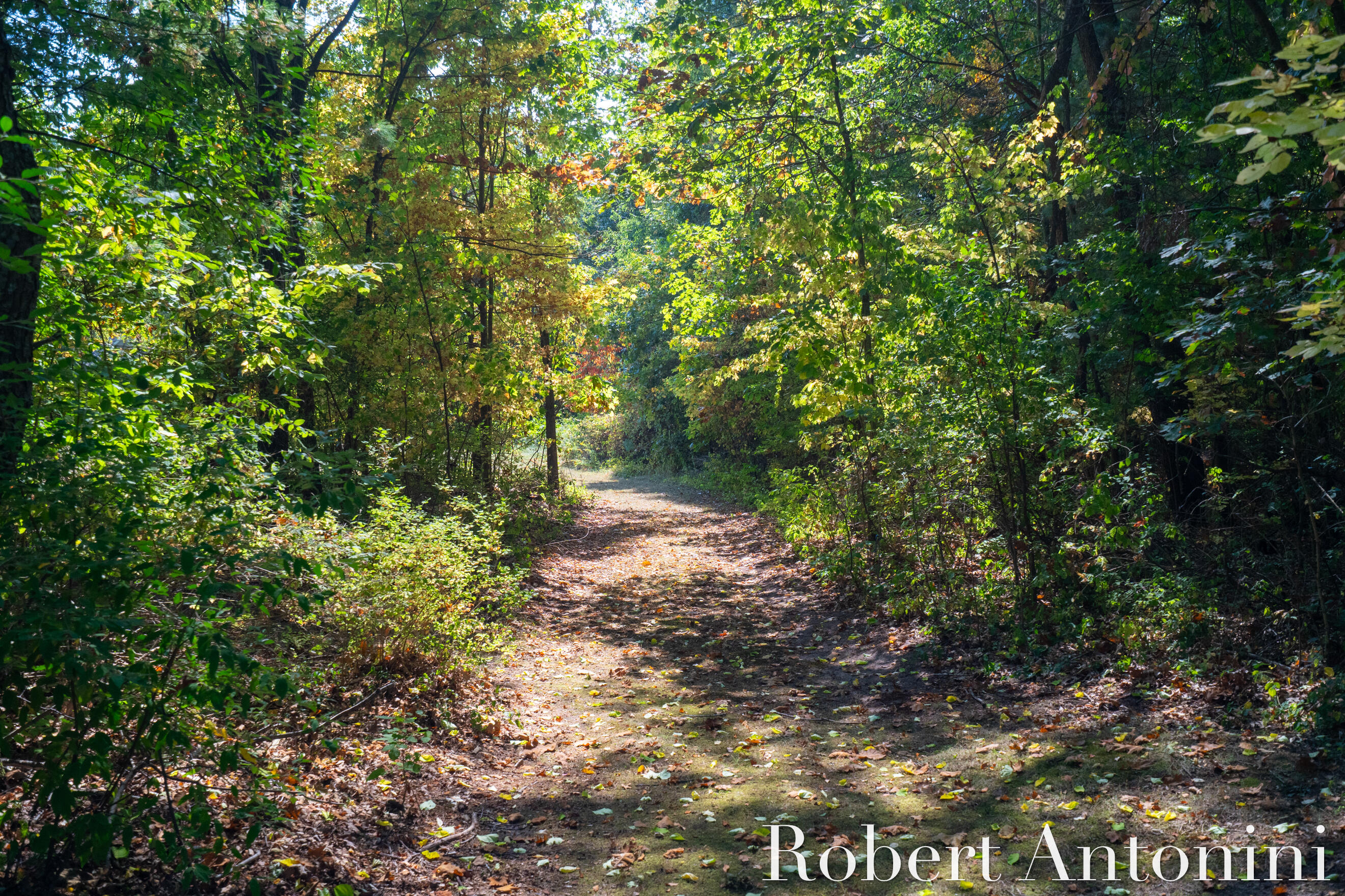 14111 Thompson Drive Northeast Lowell, MI 49331 - Photo 6 of 24 Abundance of Nature
