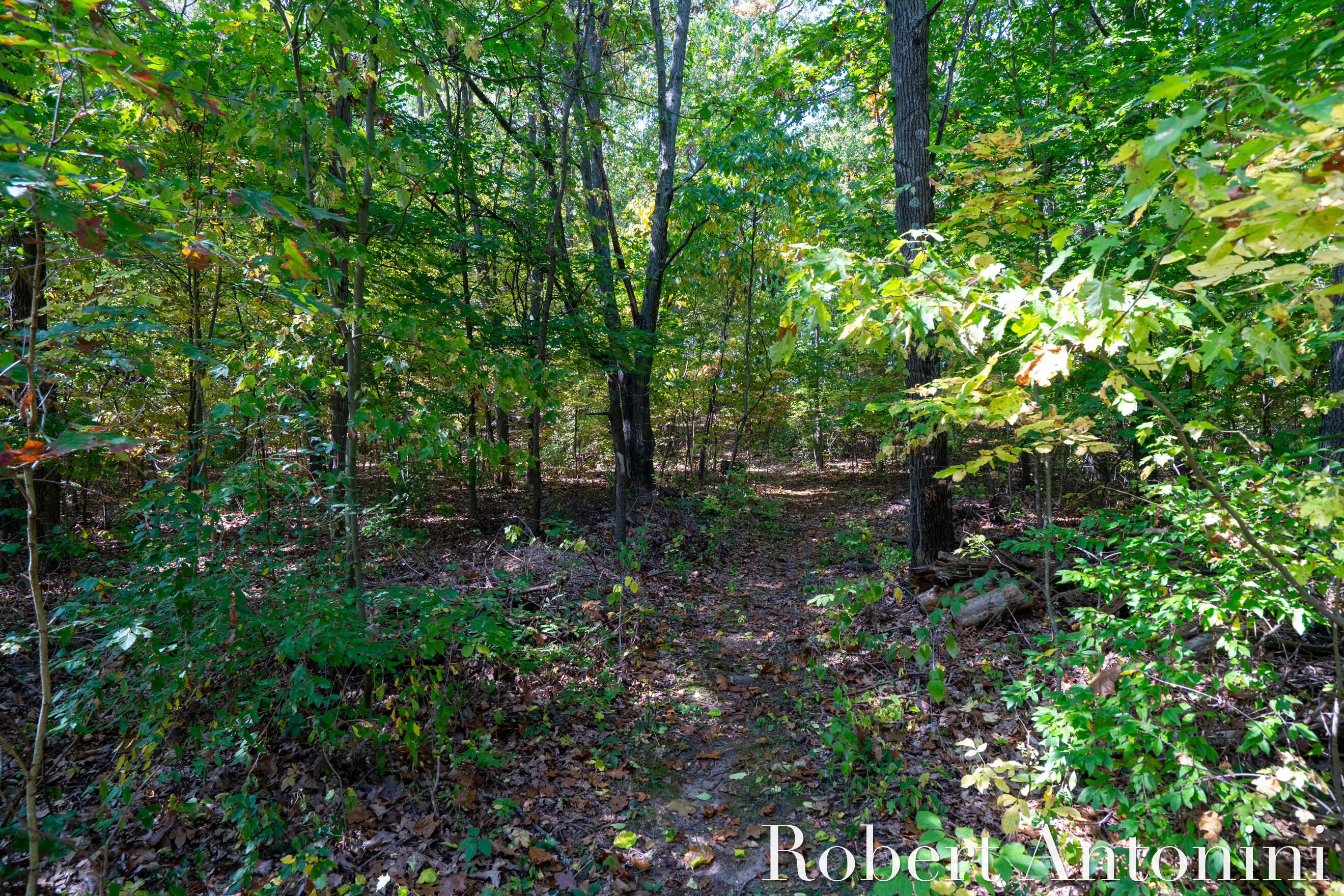 14111 Thompson Drive Northeast Lowell, MI 49331 - Photo 9 of 24 Mature Trees