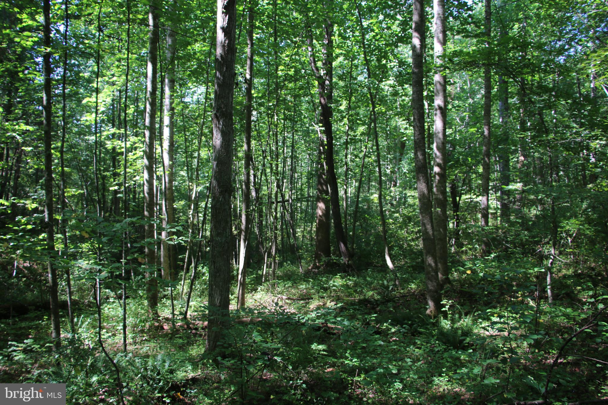Quaintance Road Woodville, VA 22749 - Photo 21 of 43 Gallery Image 21