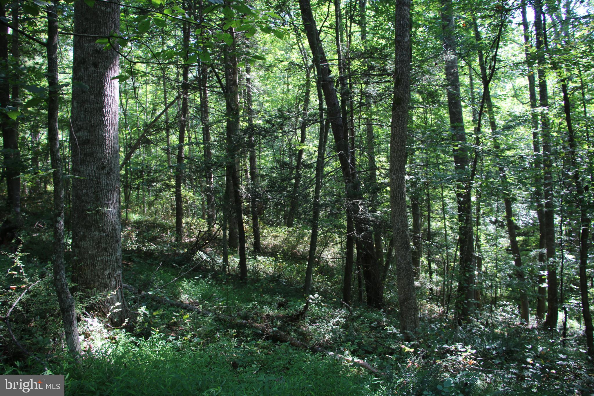 Quaintance Road Woodville, VA 22749 - Photo 33 of 43 Gallery Image 33