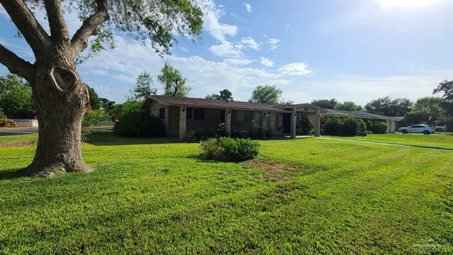 a view of a garden with a tree