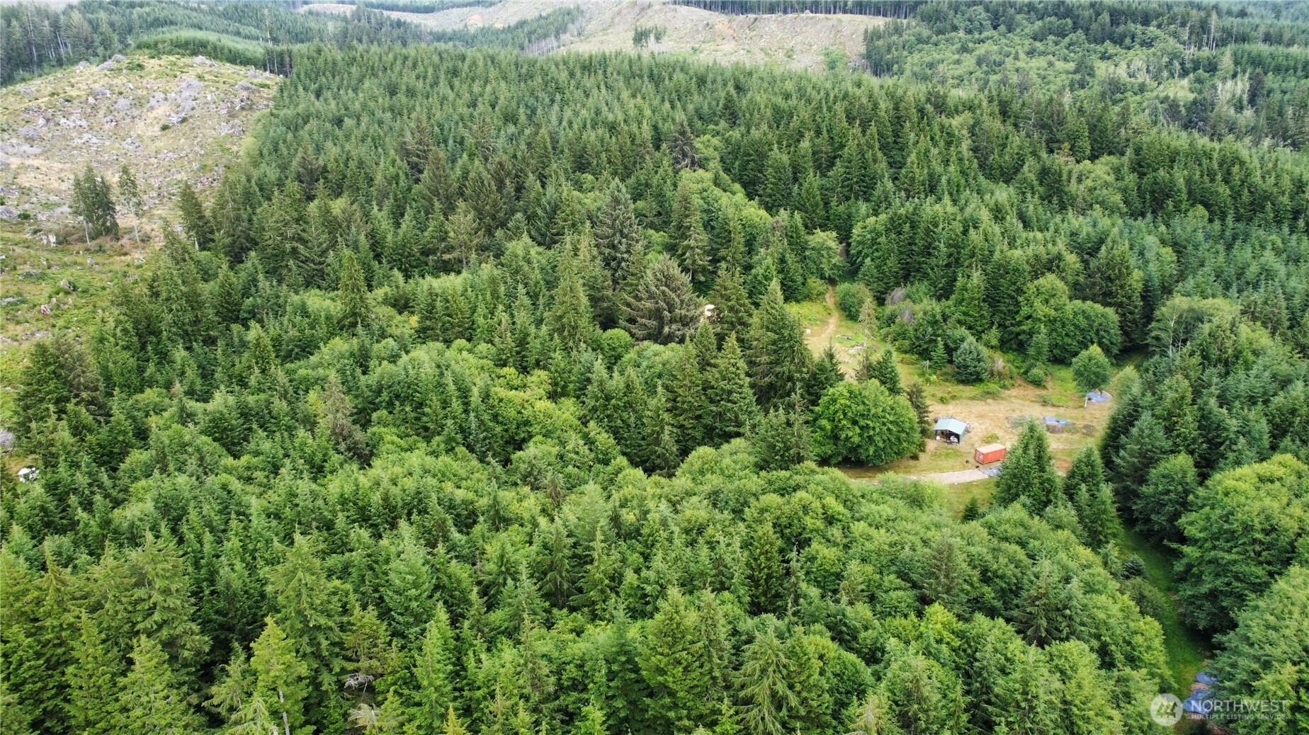 1608 East Hoquiam Road Hoquiam, WA 98550 - Photo 7 of 18 a view of a lush green forest with lots of trees