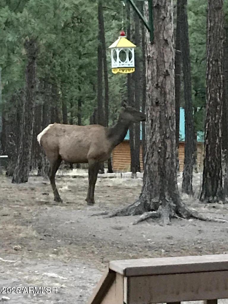 17 County Road 2195 Alpine, AZ 85920 - Photo 15 of 53 14