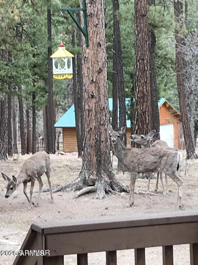 17 County Road 2195 Alpine, AZ 85920 - Photo 17 of 53 16