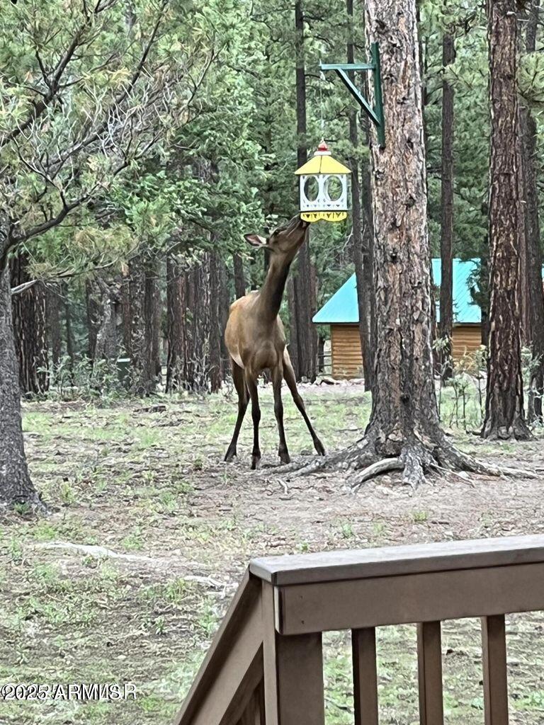 17 County Road 2195 Alpine, AZ 85920 - Photo 18 of 53 17