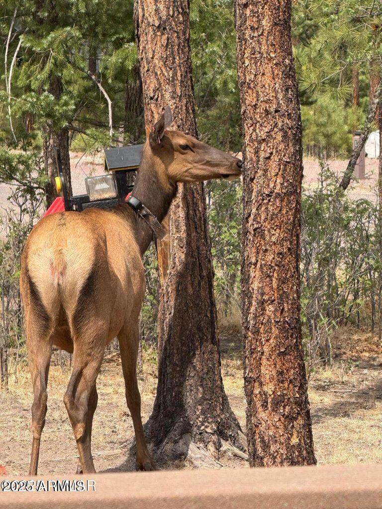 17 County Road 2195 Alpine, AZ 85920 - Photo 20 of 53 19