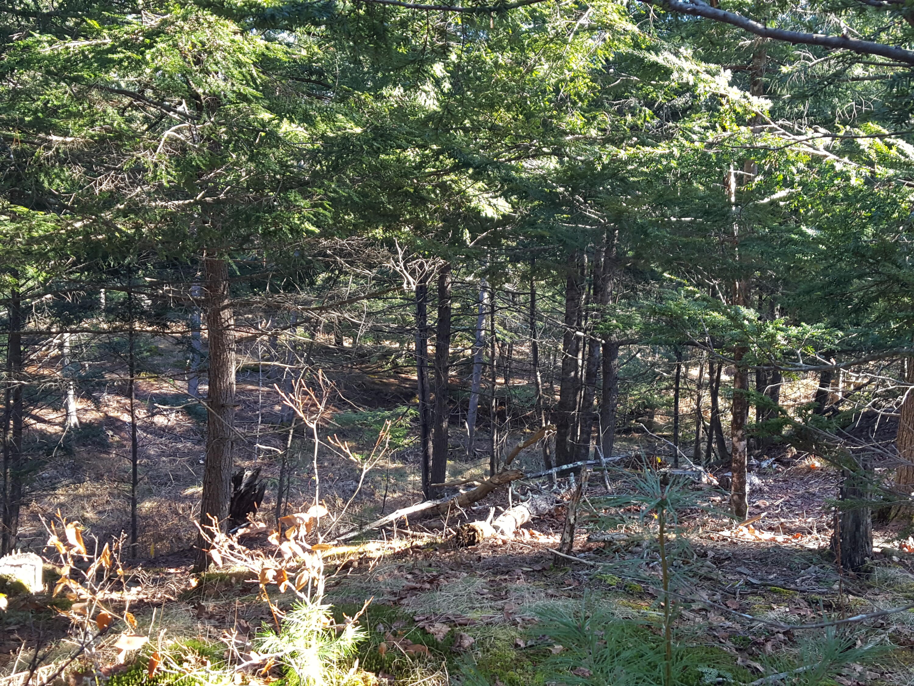 88 Mitchell Hill Road Gorham, ME 04038 - Photo 40 of 99 20231220_123149