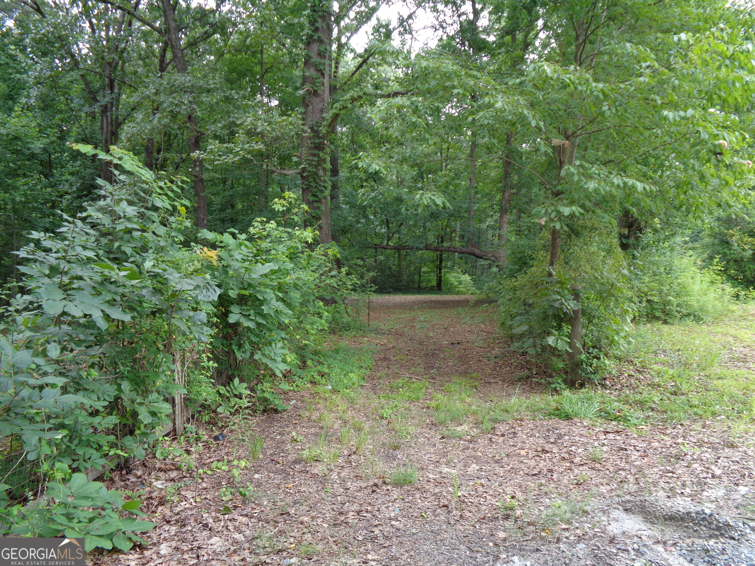 2411 Kesler Road Carnesville, GA 30521 - Photo 23 of 61 a view of a forest with trees in the background