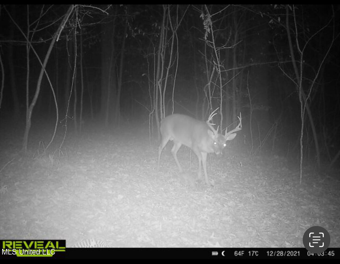 137 Robins Lake Road Natchez, MS 39120 - Photo 29 of 35 IMG_6875
