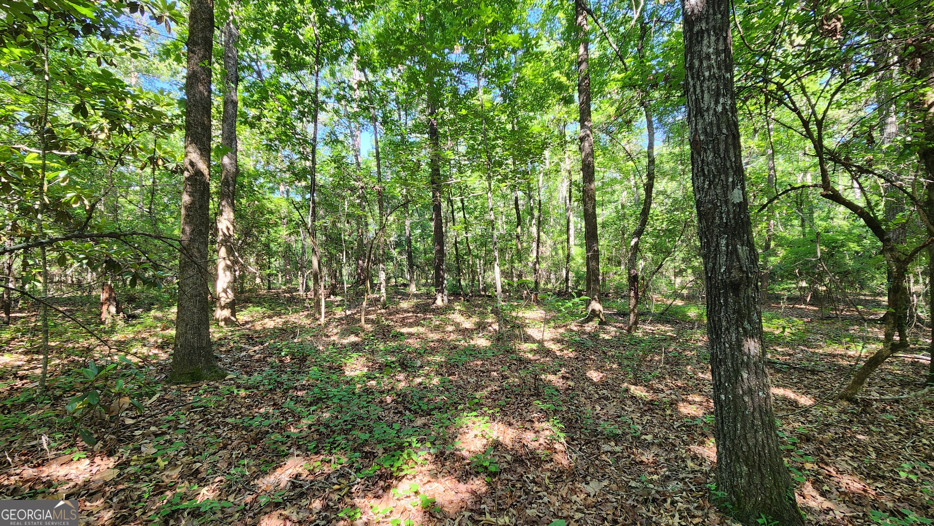 246 Melton Mill Road Dawson, GA 39842 - Photo 9 of 78