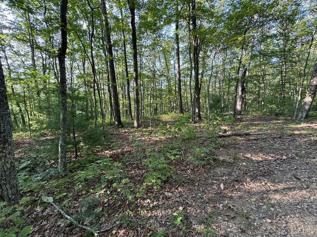 Tbd Pulaski Road Northwest Willis, VA 24380 - Photo 15 of 20 Gallery Image 15