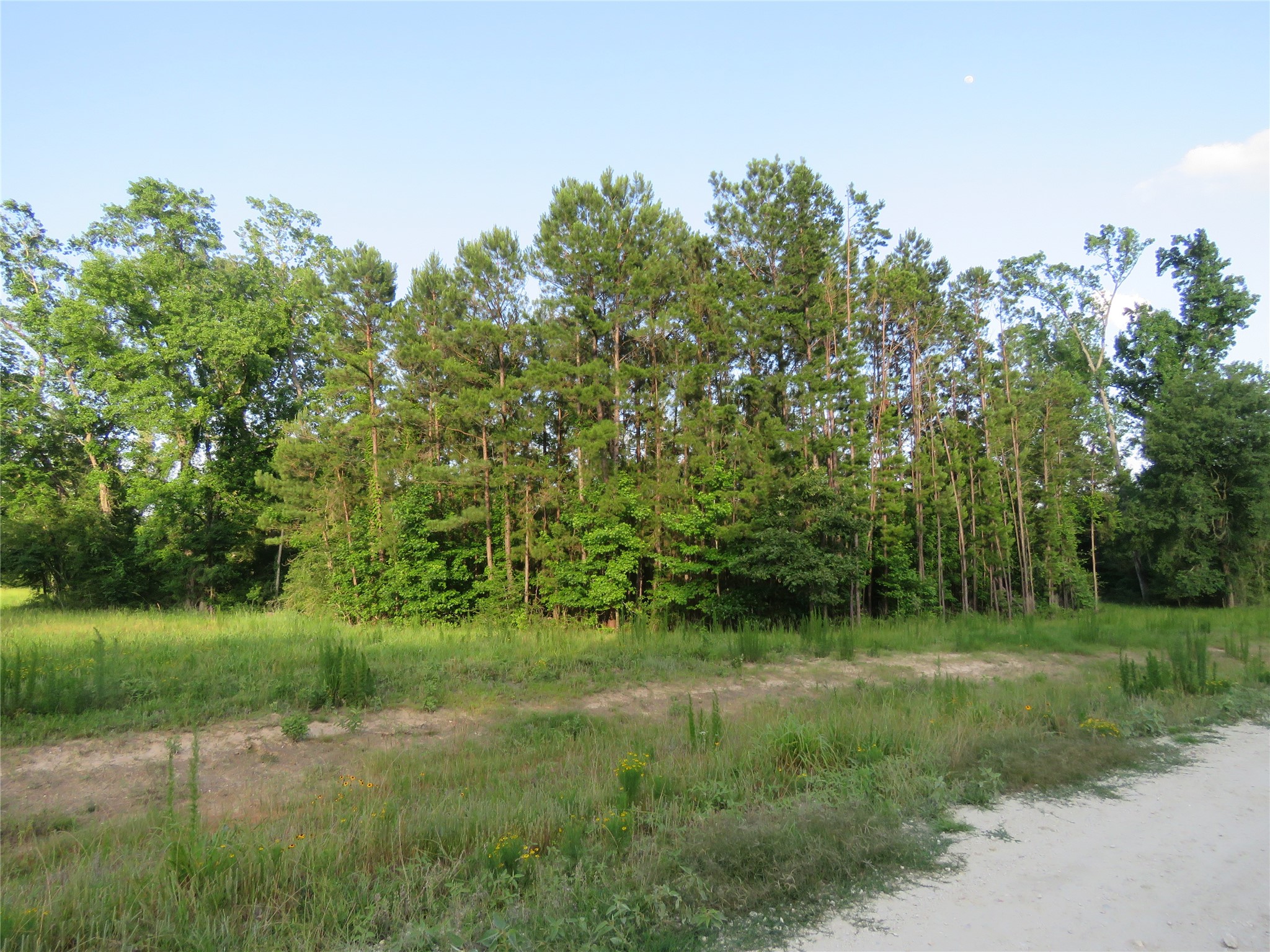 Tbd Tbd Canopy Ridge Trail Crockett, TX 75835 - Photo 10 of 15 Mature pine and hardwood line along the tract's eastern boundary — natural privacy buffer