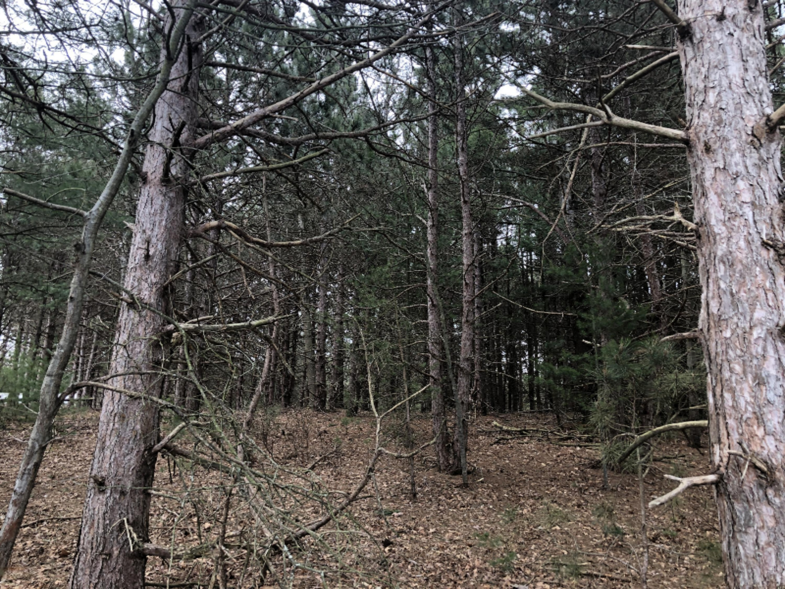 Lot 73 Red Apple Road Manistee, MI 49660 - Photo 3 of 21 IMG_1743