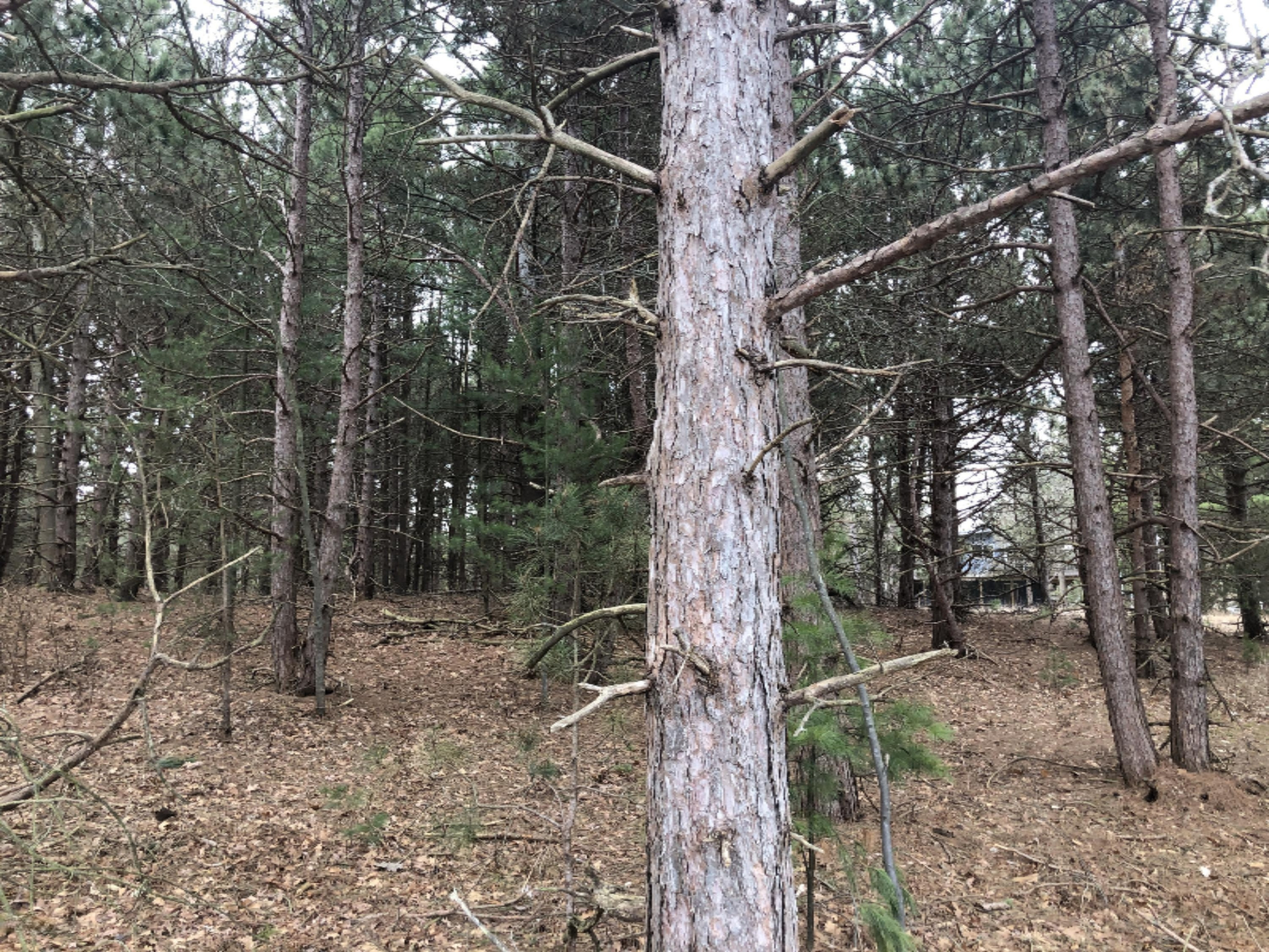 Lot 73 Red Apple Road Manistee, MI 49660 - Photo 4 of 21 IMG_1744