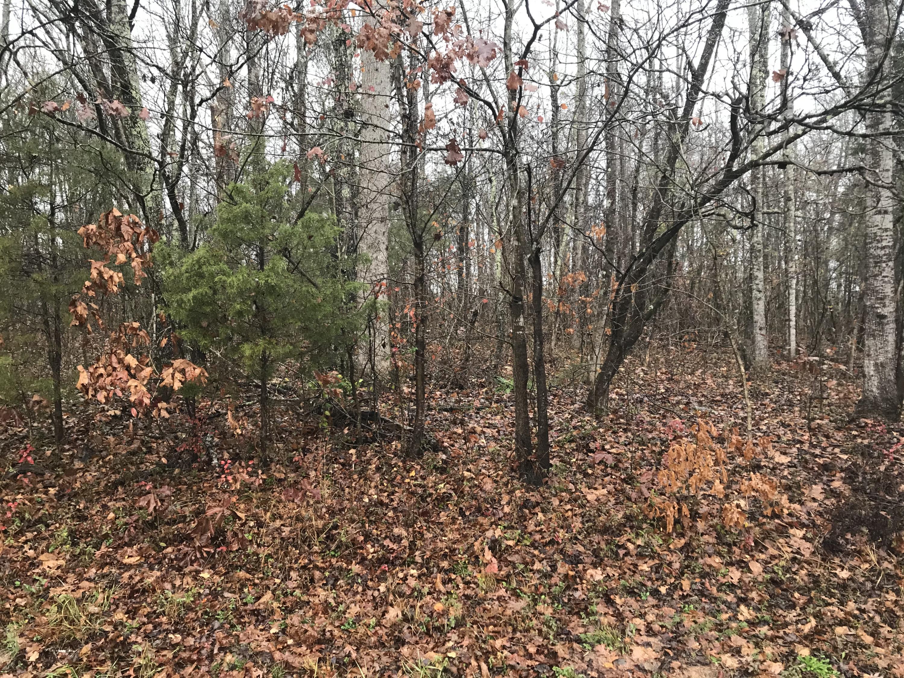 Buck Creek Road Kingston, TN 37763 - Photo 1 of 7 68A68D36-F102-46FE-82DD-1E8CD277B38B