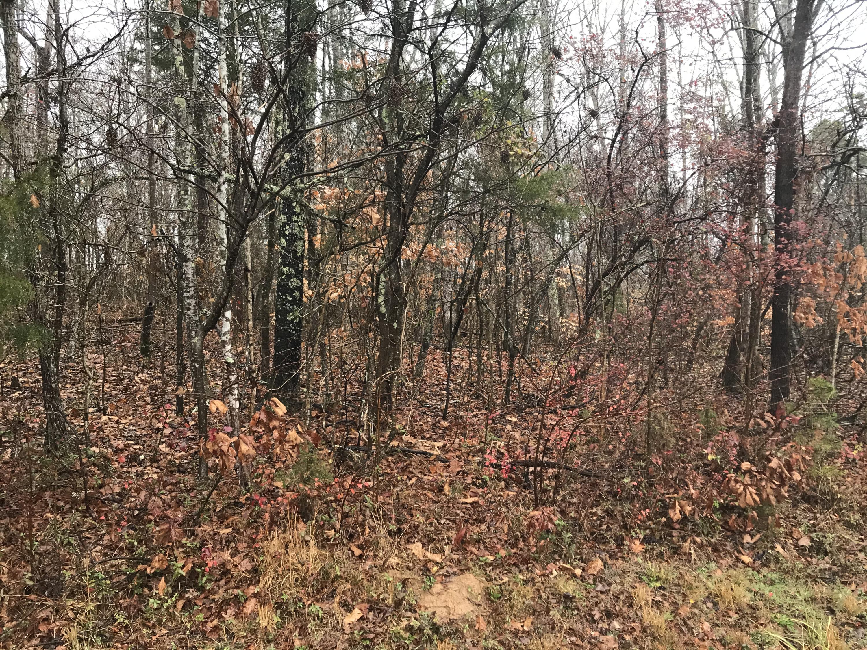 Buck Creek Road Kingston, TN 37763 - Photo 5 of 7 60B866A1-8986-45B5-9DDA-C57019CDF5CE