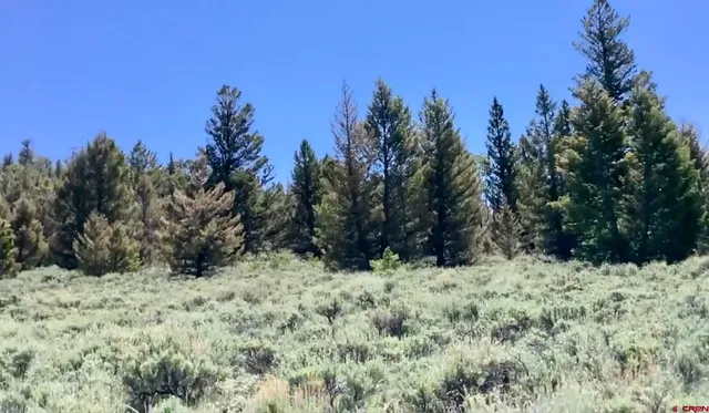 a view of a yard covered with trees