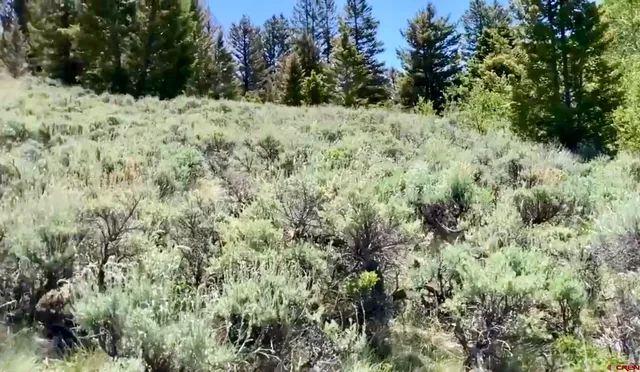a view of a yard covered in snow