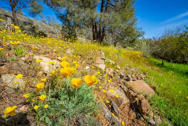 a view of house with swimming pool