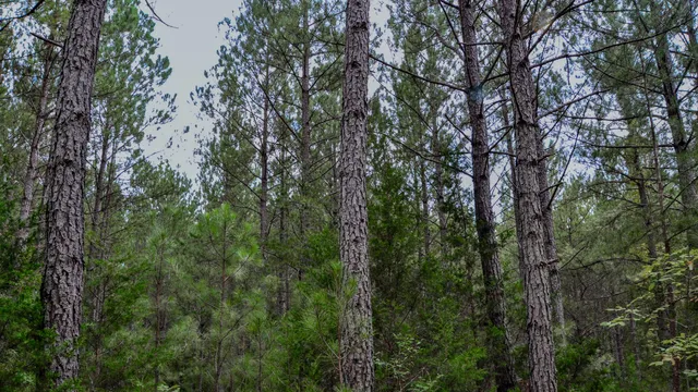 $1,345,836 | 0 Rocky Branch Road, Gaffney, SC 29340