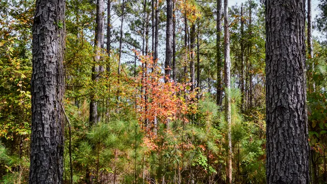 $1,345,836 | 0 Rocky Branch Road, Gaffney, SC 29340