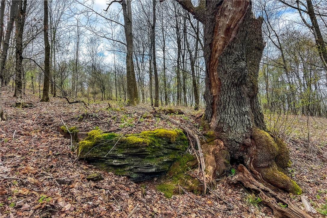 Lot 3 Brownell Road Bloomville, NY 13739 - Photo 18 of 35