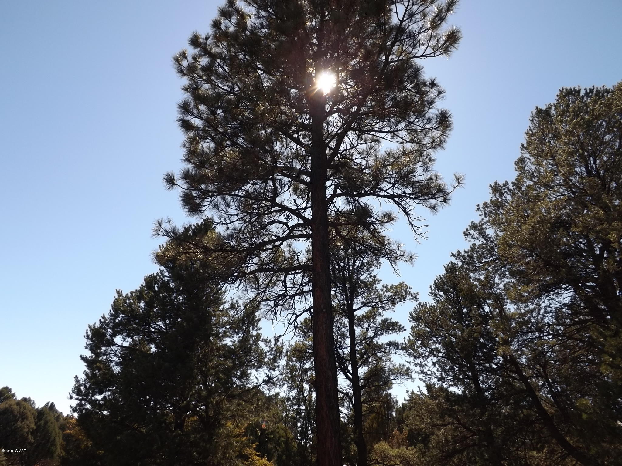 2850 Lodgepole Road Overgaard, AZ 85933 - Photo 17 of 33 a view of tree