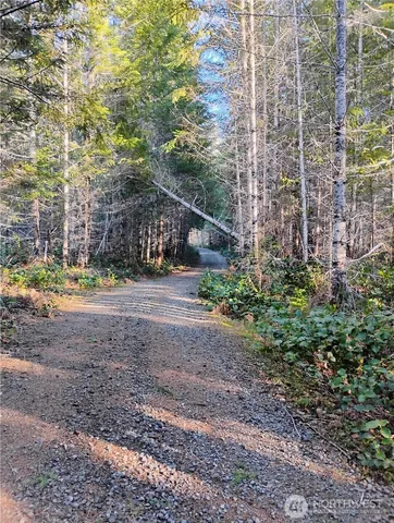 a view of a yard with plants and trees