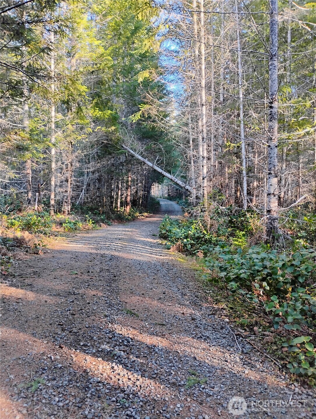 0 Skate Creek Road South Packwood, WA 98361 - Photo 4 of 14