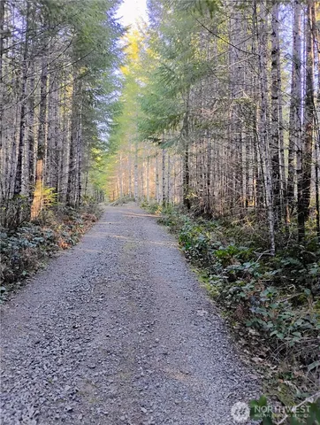 a view of a yard with plants and trees