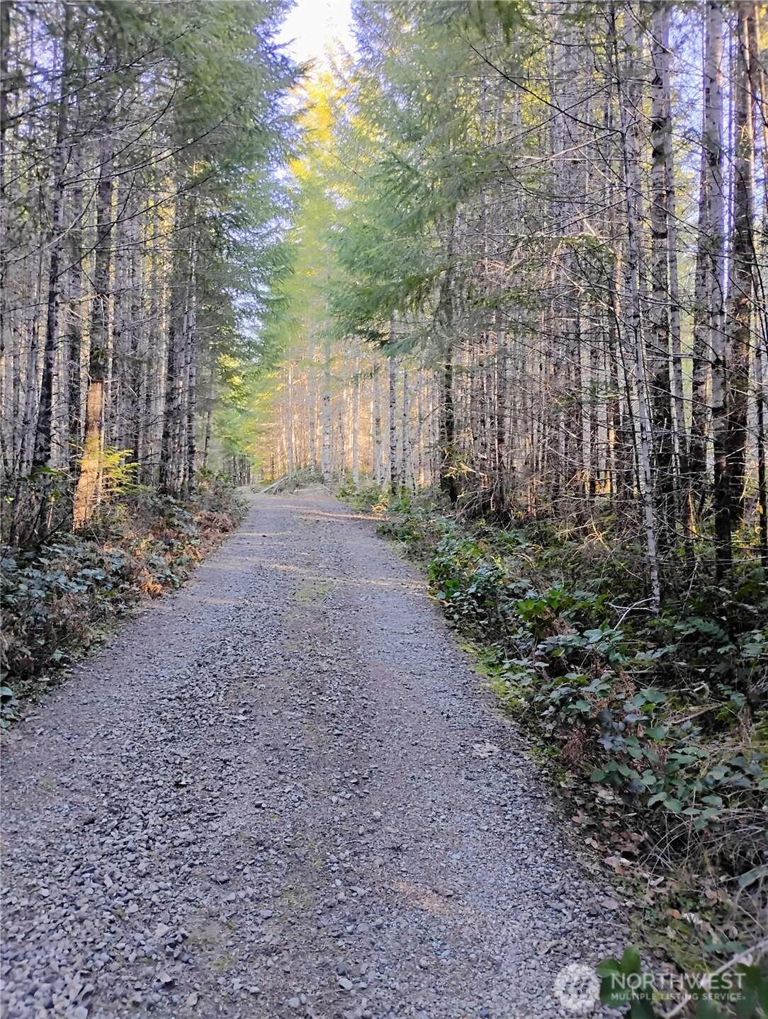 0 Skate Creek Road South Packwood, WA 98361 - Photo 5 of 14