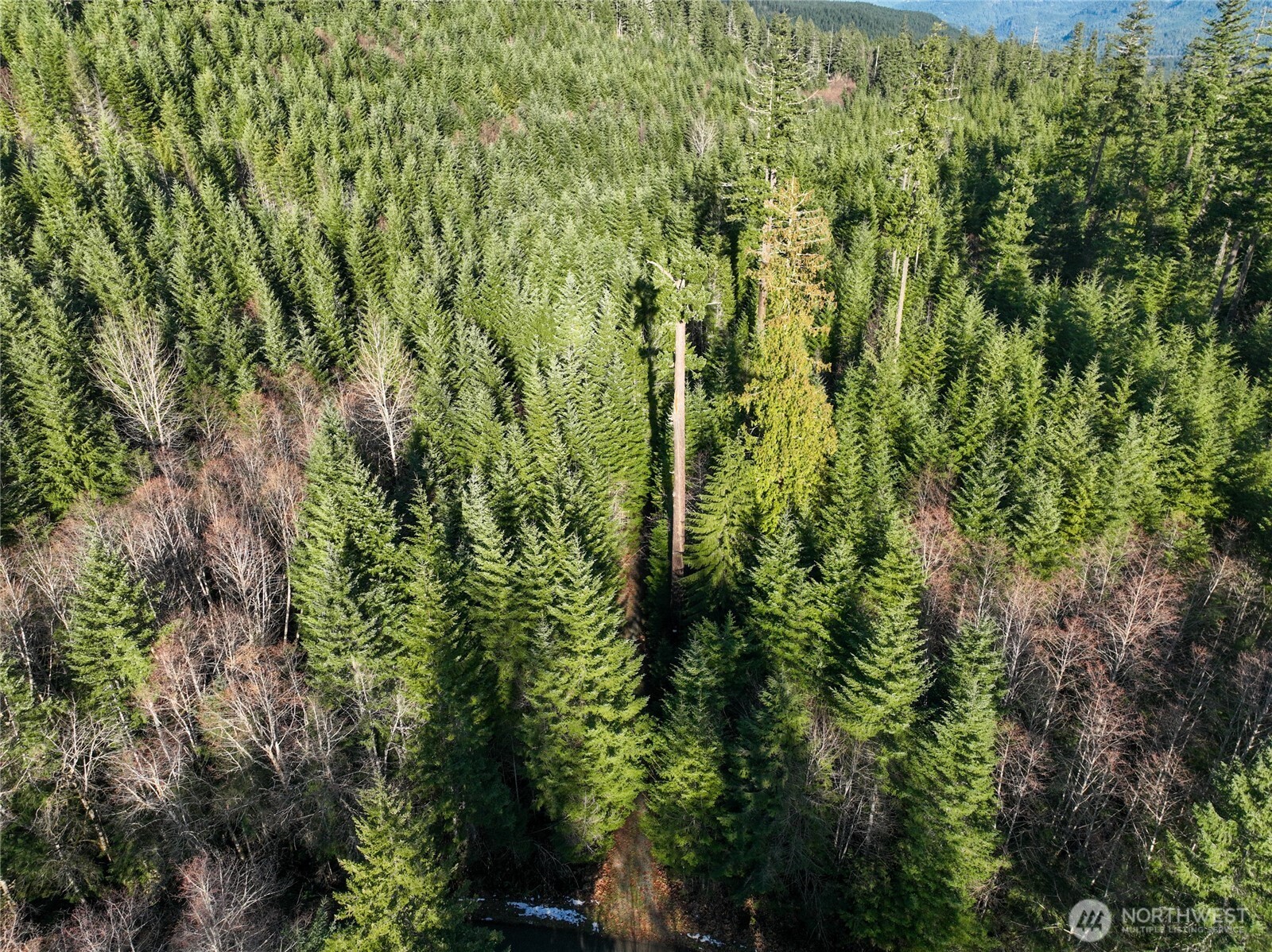 0 Skate Creek Road South Packwood, WA 98361 - Photo 7 of 14