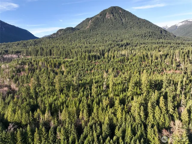 a view of a large tree