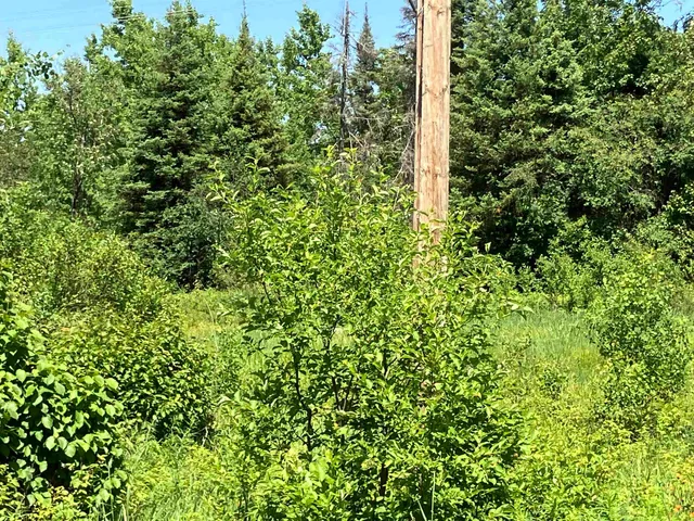 $129,000 | Tbd Little Marais Road, Finland, MN 55603