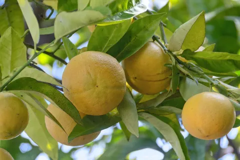 $2,395,000 | 1006 Rose Avenue, Piedmont, CA 94611