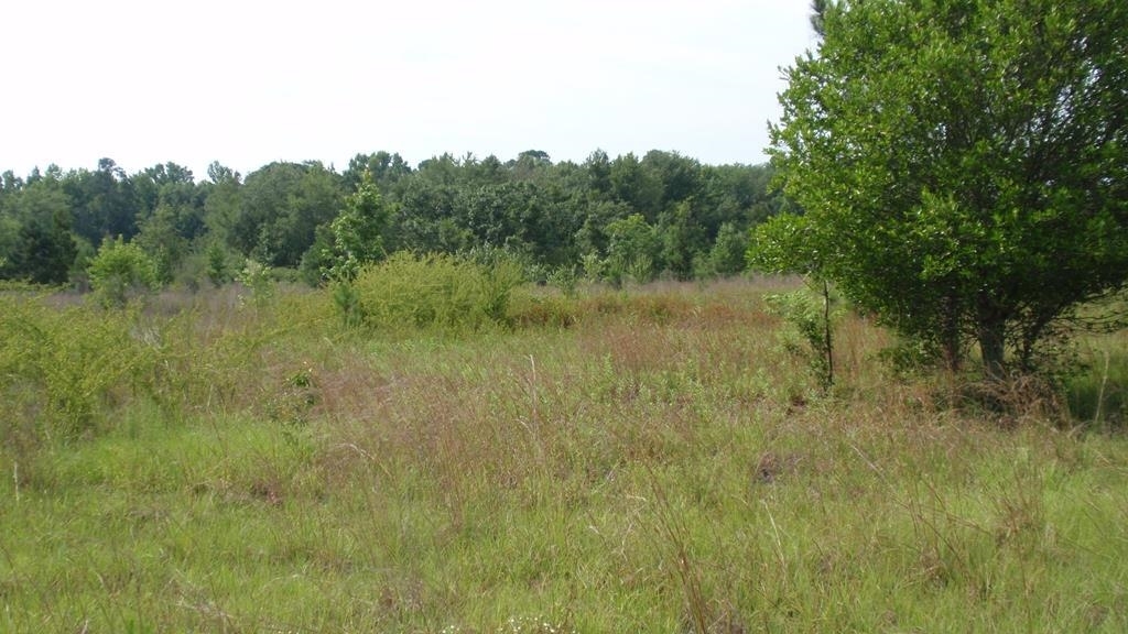 0 Rountree Road Rentz, GA 31075 - Photo 1 of 1 Gallery Image 1