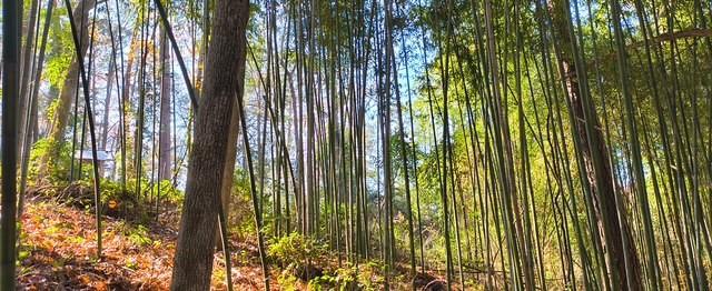 106 Sandy Lane Road Scroggins, TX 75480 - Photo 4 of 27 a close view of backyard
