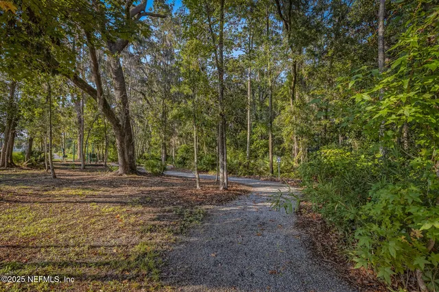 a view of a forest with trees