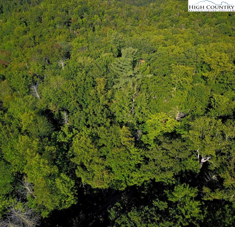 Xx Red Clover Road Elk Park, NC 28622 - Photo 11 of 13 a view of a big yard with plants and large trees
