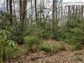 a view of a forest with a tree