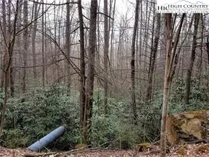 a view of a forest with a tree