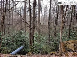 Xx Red Clover Road Elk Park, NC 28622 - Photo 5 of 13 a view of a forest with a tree